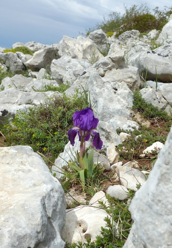 Iris sabina / Giaggiolo sabino